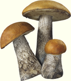 Рисуем грибы