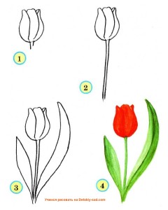 Рисовать тюльпан