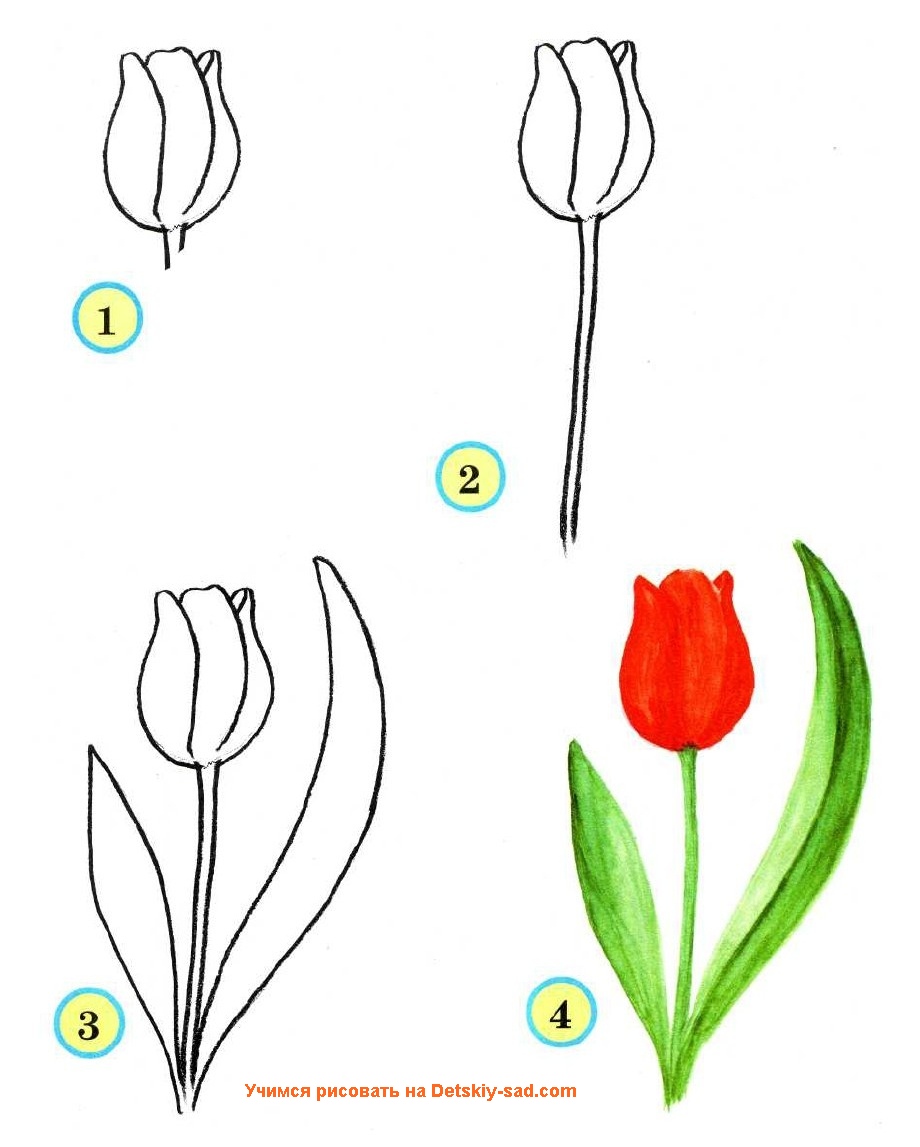 Как нарисовать тюльпан для детей