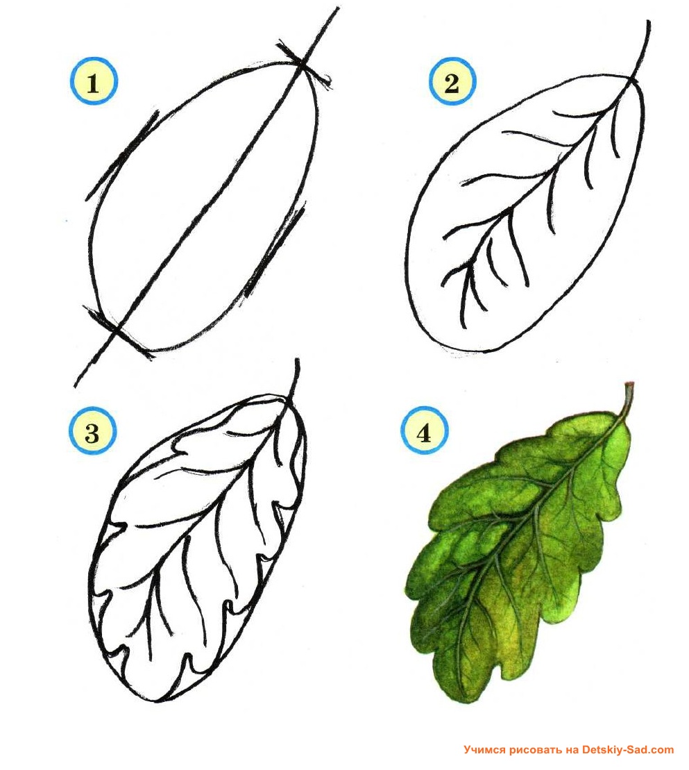 Как можно раскрасить 5 листочков. Листик рисунок. Этапы рисования листьев. Поэтапное рисование листа. Поэтапное рисование листьев.