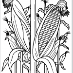 Кукуруза в огороде картинка для раскрашивания