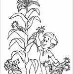 Мальчик собирает кукурузу