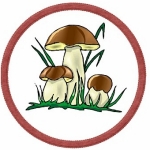 Карточка грибы