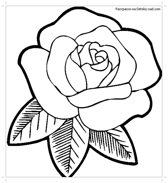 Раскраска Роза – Развивающие иллюстрации