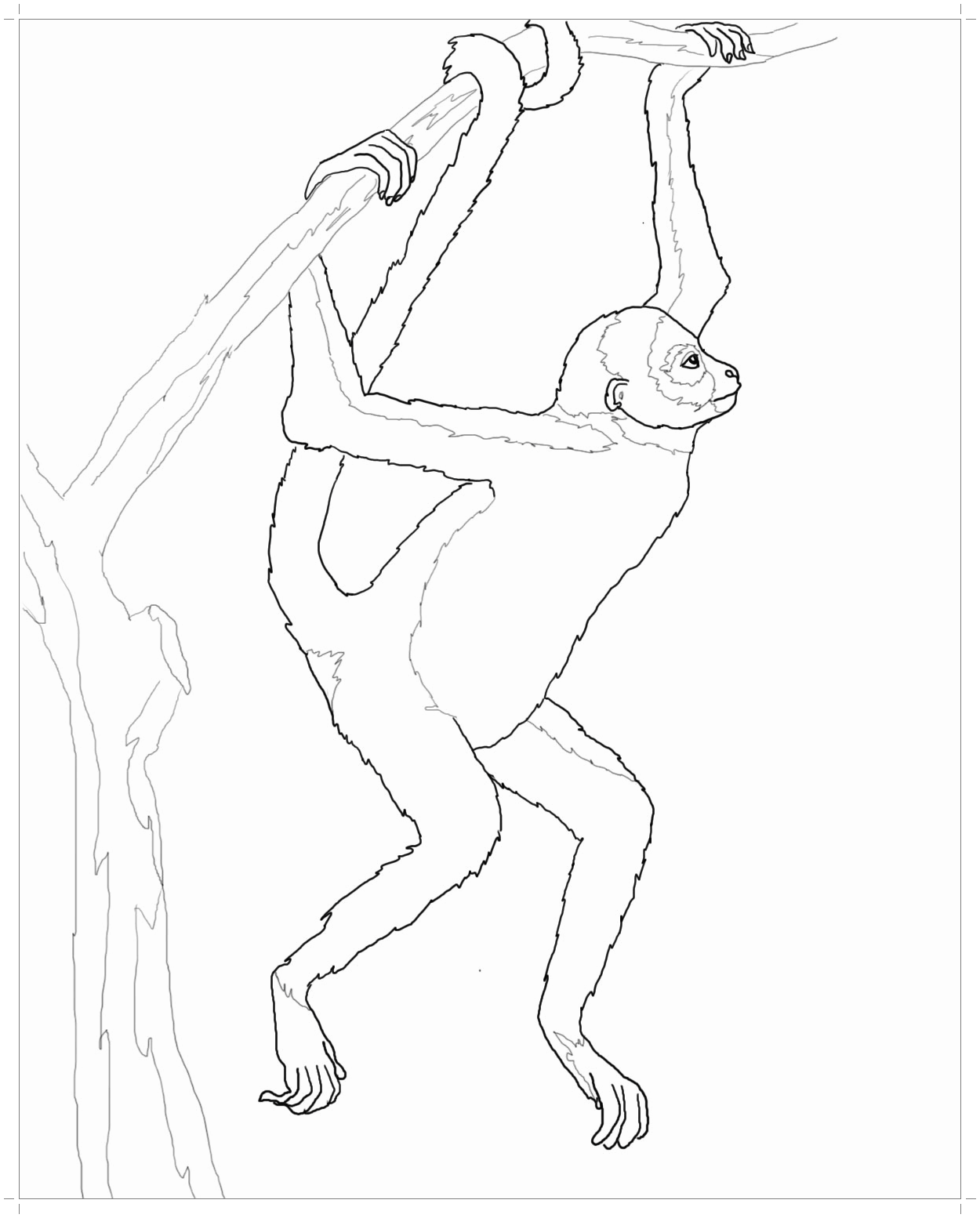 Паукообразная обезьяна раскраска