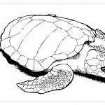 Большая черепаха раскраска