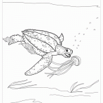 Черепаха плавает с мидузой