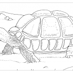 Раскраска большой черепахи на суше