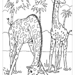Рисунок жирафов для раскрашивания