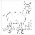 Раскраска домашняя коза