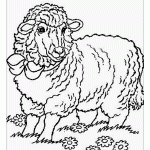 Раскраска овца на пастбище