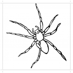 Обыкновенный паук раскраска