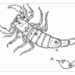 Королевский скорпион раскраска