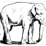 Большой индийский слон раскраска