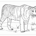 Раскраска тигр распечатать