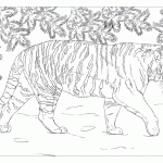 Большой амурский тигр