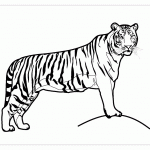 Уссурийский тигр раскраска