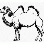 Двугорбый верблюд раскраска