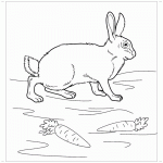 Заяц и морковка раскраска