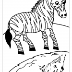 Раскраска зебра у водопоя