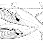 Колор кит раскраски