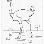 Раскраска страус для ДОУ