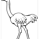 Раскраска самец страуса