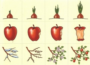 Развивающее занятие с луком, яблоком и веточкой