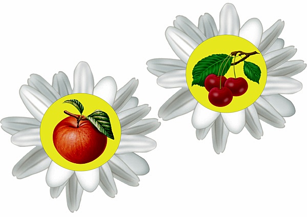 Яблоко и черешня