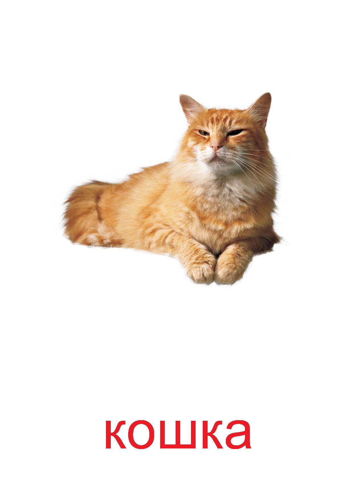 Карточки Домана кошка