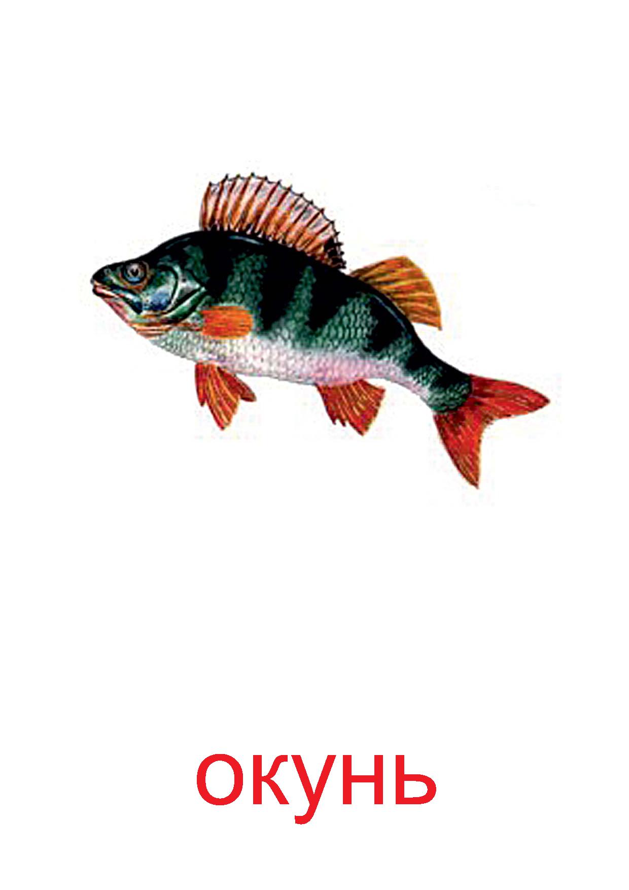 Речные рыбы карточки для детей с названиями