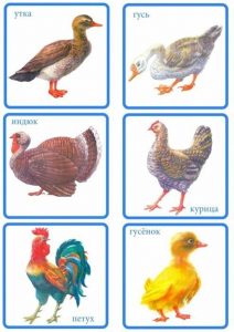 Карточки: утка, гусь, индюк, курица, петух, гусенок