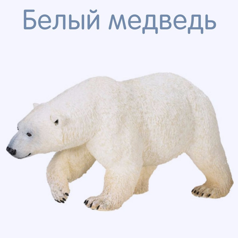 Белый медведь карточка