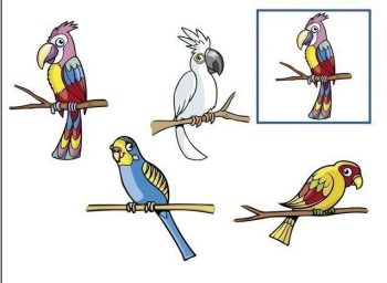 Карточка с большими попугаями для игры на развитие внимания в детский сад