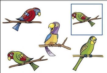 Карточка с попугаями для игры на развитие внимания в детский сад