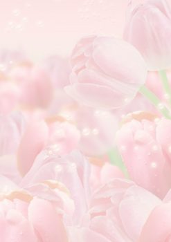 Полупрозрачный фон с розовыми тюльпанами для открытки женщине