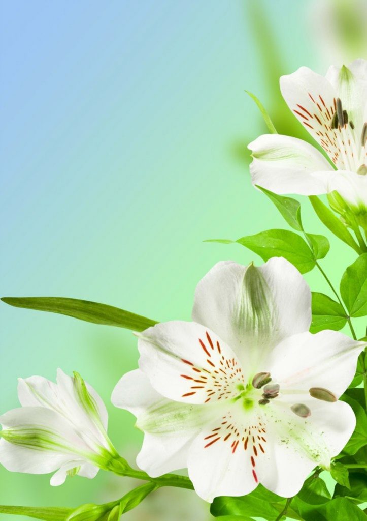 Белые цветы на зеленом фоне
