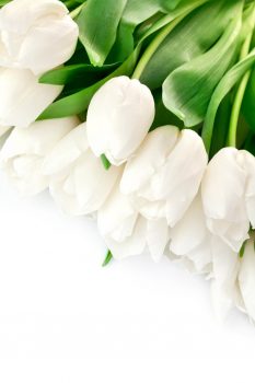 Минимальный фон с белыми тюльпанами